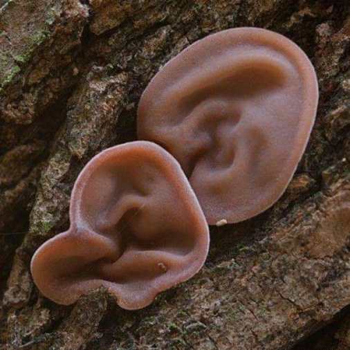 67565703_500914320666462_1054448295317126079_n